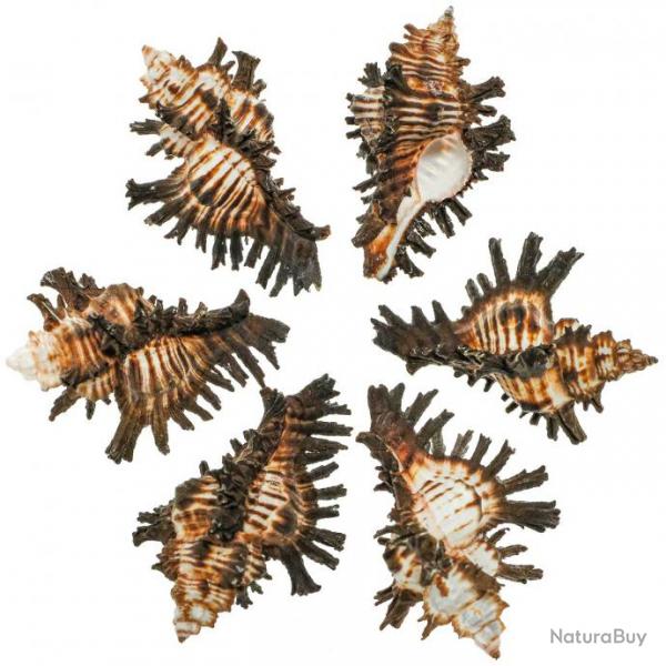 Coquillages murex adustus - 5  6 cm - Lot de 2