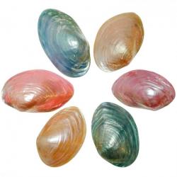 Coquillages mussel nacrés polis colorés entiers - 7 à 9 cm - Lot de 2
