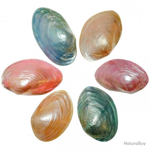 Coquillages mussel nacrs polis colors entiers - 7  9 cm - Lot de 2