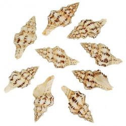 Coquillages fasciolaria belcheri - 6 à 8 cm - Lot de 2