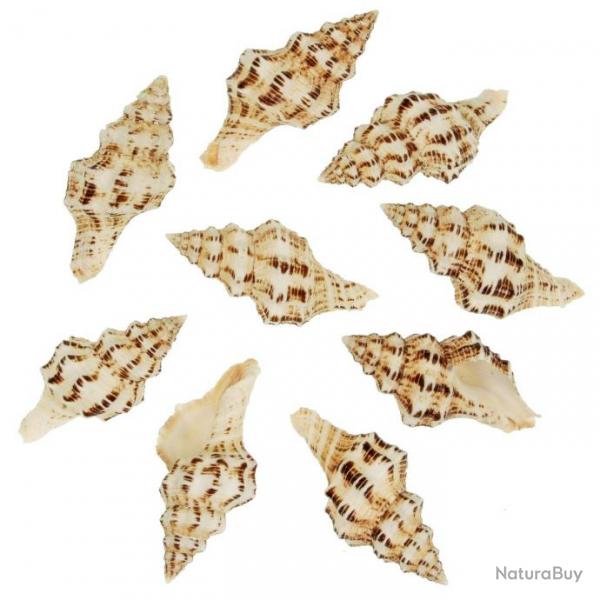 Coquillages fasciolaria belcheri - 6  8 cm - Lot de 2