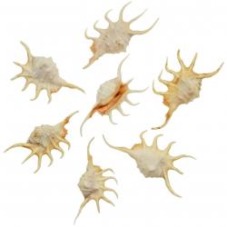 Coquillages lambis crocata - 10 à 14 cm - Lot de 2