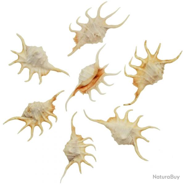 Coquillages lambis crocata - 10  14 cm - Lot de 2