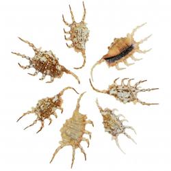 Coquillages lambis scorpio - 9 à 12 cm - Lot de 2
