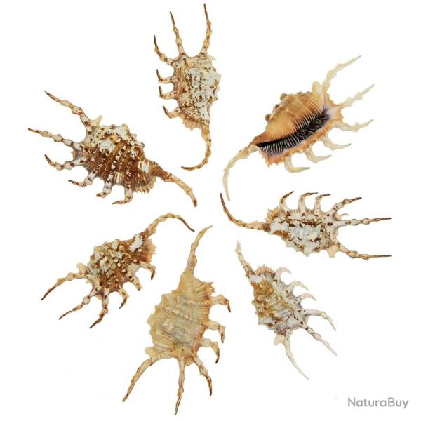 Coquillages lambis scorpio - 9  12 cm - Lot de 2