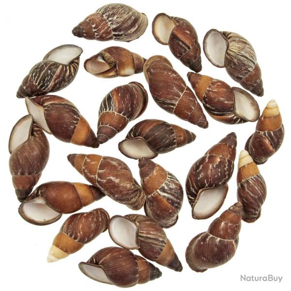 Coquillages helicostyla mindorensis - 4  6 cm - lot de 5