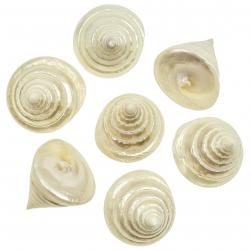 Coquillages tectus pyramis nacrés - 5 à 7 cm - lot de 2
