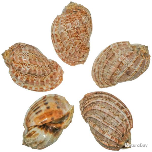 Coquillages harpa davidus - 9  11 cm - A l'unit