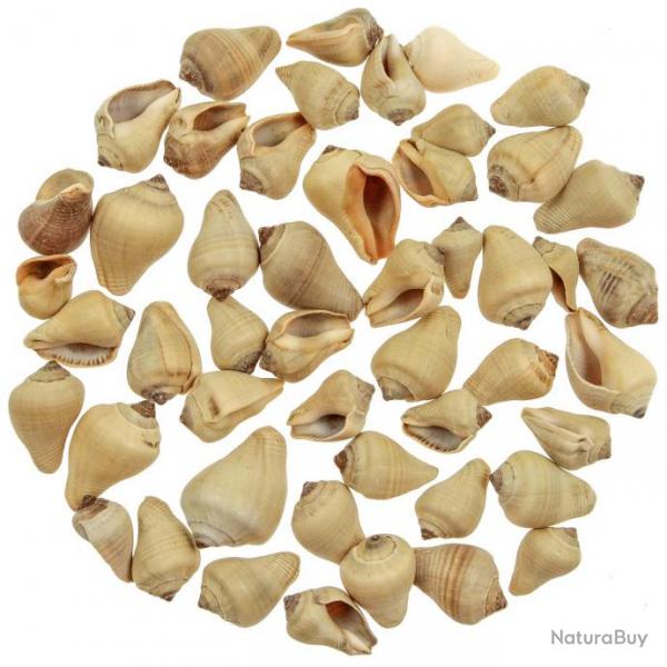 Coquillages voluta brown - 2  5 cm - 100 grammes
