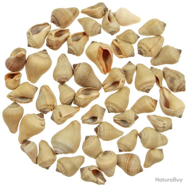 Coquillages voluta brown - 2  5 cm - 100 grammes