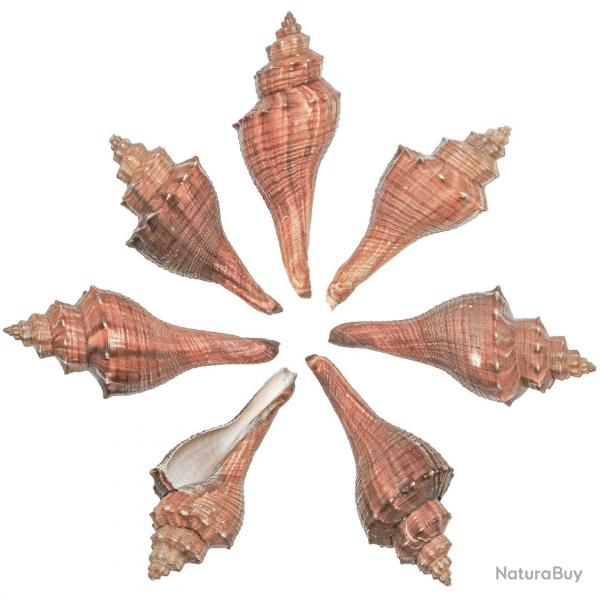 Coquillages melongena ternata - 12  14 cm - Lot de 2