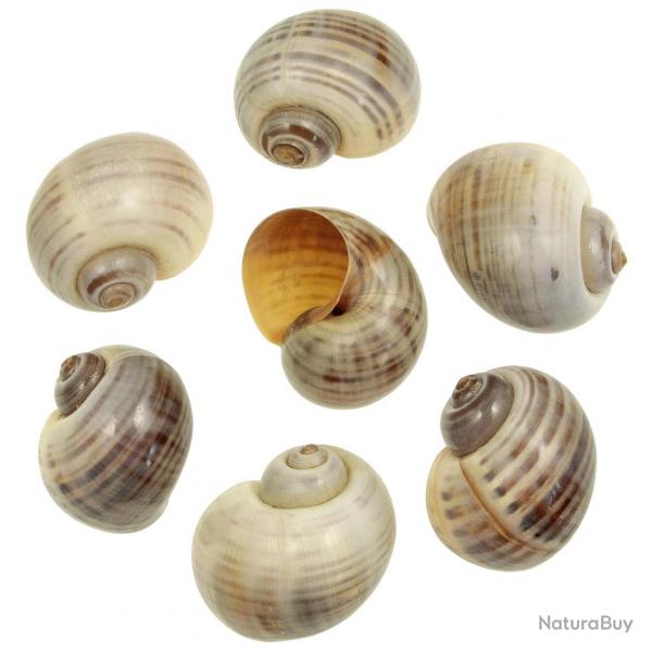 Coquillages pomocea canaliculata polis rays - 6  7 cm - Lot de 2