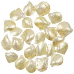 Coquillages pinctada martensii nacrés entiers - 4 à 6 cm - lot de 3