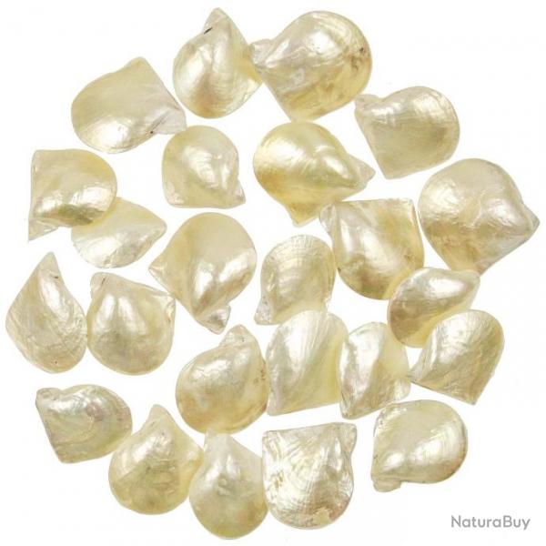 Coquillages pinctada martensii nacrs entiers - 4  6 cm - lot de 3