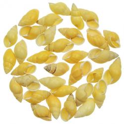 Coquillages escargots jaunes - 4 à 5 cm - lot de 5