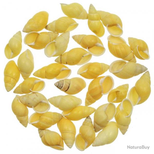 Coquillages escargots jaunes - 4  5 cm - lot de 5