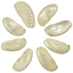 Coquillages haliotis asinina nacrés - 5 à 7 cm - Lot de 5