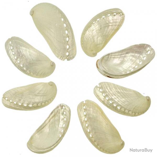 Coquillages haliotis asinina nacrs - 5  7 cm - Lot de 5