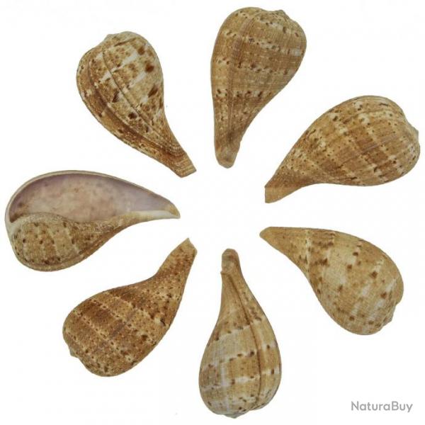 Coquillages ficus subintermedia - 5  7 cm - Lot de 5