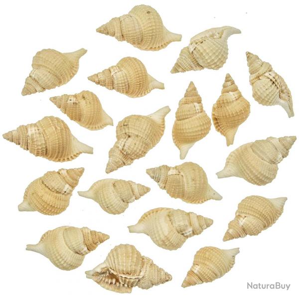 Coquillages distorsio reticulata - 3  6 cm - Lot de 5
