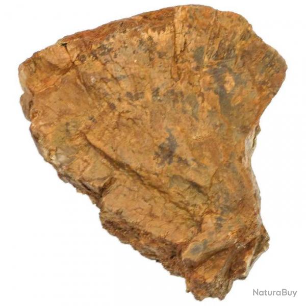 Bois fossilis - 11 cm