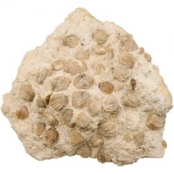 Gros bloc de rhynchonelles fossiles sur gangue calcaire - 8.9 kg