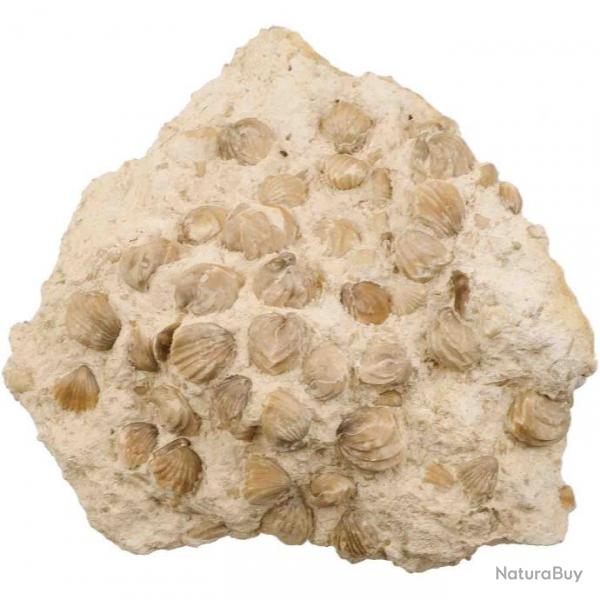 Gros bloc de rhynchonelles fossiles sur gangue calcaire - 8.9 kg