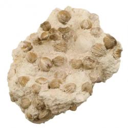 Gros bloc de rhynchonelles fossiles sur gangue calcaire - 4.1 kg