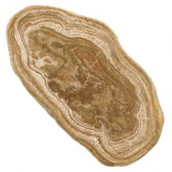 Tranche de stromatolithe fossile polie - 338 grammes