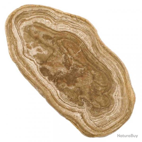 Tranche de stromatolithe fossile polie - 338 grammes