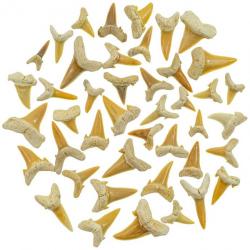 Lot de dents de requin fossilisées - Qualité extra - 30 grammes