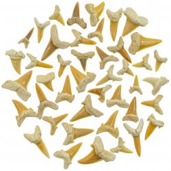 Lot de dents de requin fossilisées - Qualité extra - 30 grammes