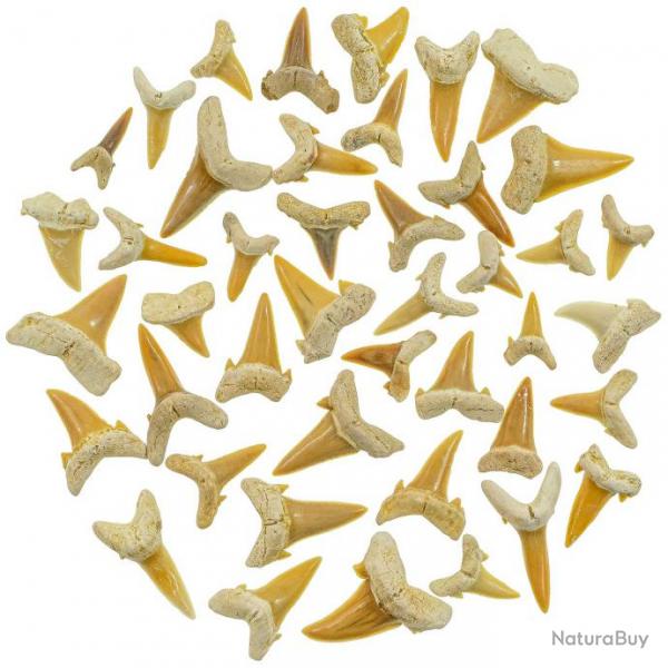 Lot de dents de requin fossilises - Qualit extra - 30 grammes