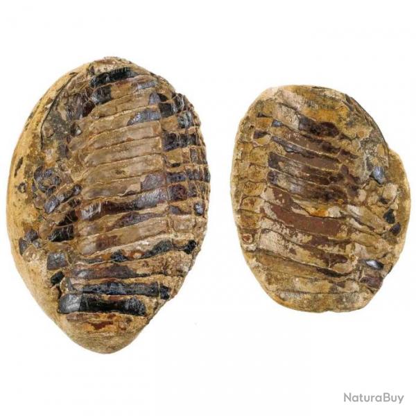 Nodule de poisson fossile (2 coques) - 317 grammes