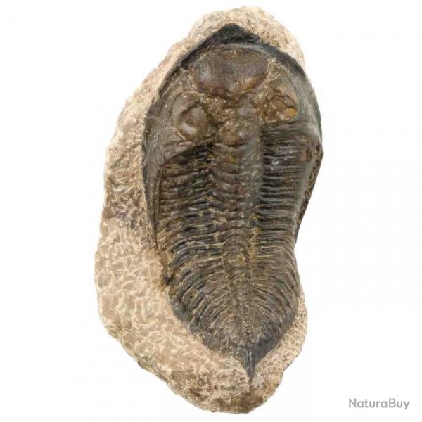 Trilobite fossile huntonia lingulifer sur gangue - 229 grammes