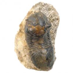 Fossile trilobite paralejurus dormitzeri sur gangue - 140 grammes