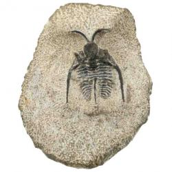 Fossile trilobite otarion sur gangue - 139 grammes