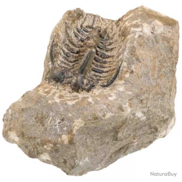 Fossile trilobite koneprusia brutoni sur gangue - 363 grammes