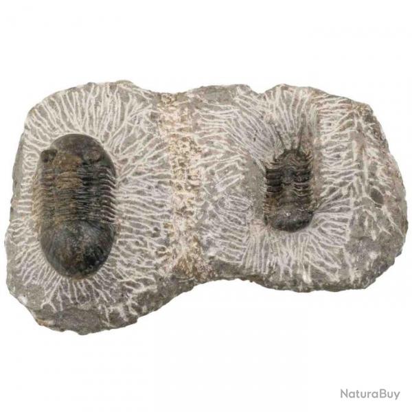 2 fossiles trilobites paralejurus dormitzeri sur gangue - 488 grammes