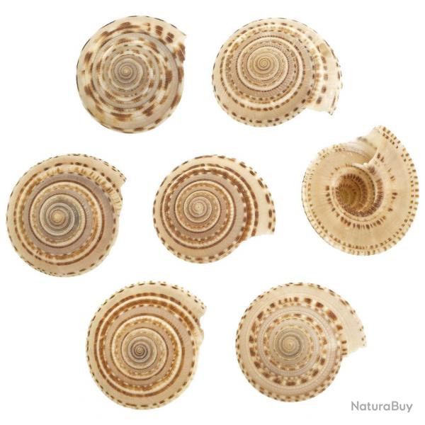 Coquillage architectonica perspectiva - 3  4.5 cm - Lot de 2