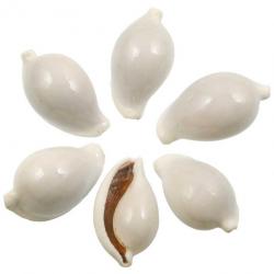 Coquillages ovula ovum - 7 à 9 cm - Lot de 2