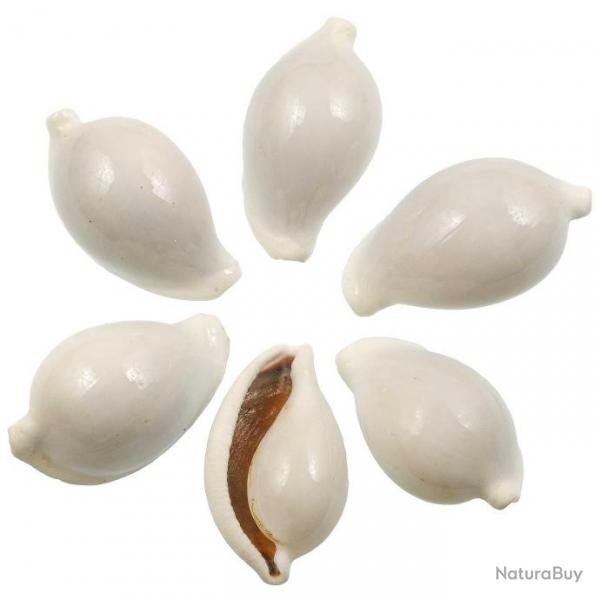 Coquillages ovula ovum - 7  9 cm - Lot de 2