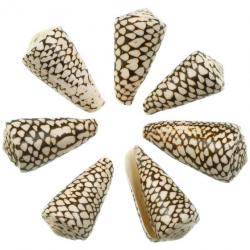 Coquillage conus marmoreus - 8 à 10 cm - Lot de 2
