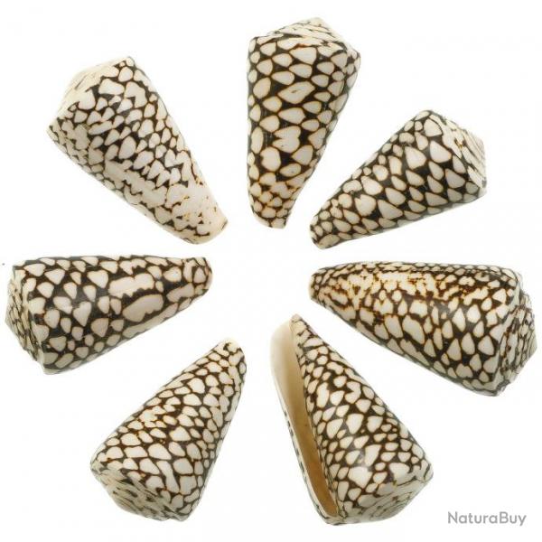 Coquillage conus marmoreus - 8  10 cm - Lot de 2