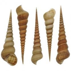 Coquillages turritella terebra - 9 à 12 cm Lot de 2