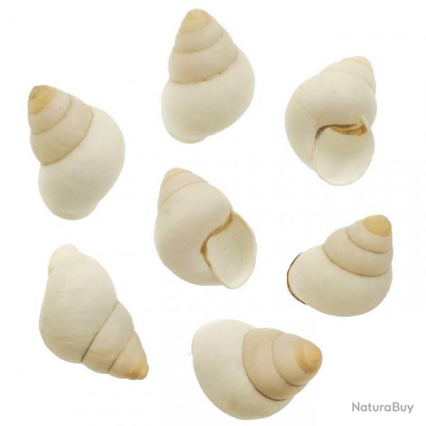 Coquillages escargots longs blancs - 4  6 cm - lot de 5