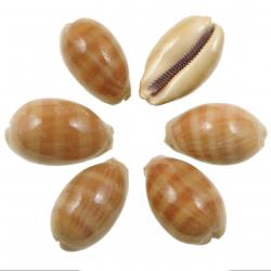 Coquillages cypraea carneola - 2.5 à 3.5 cm - Lot de 2