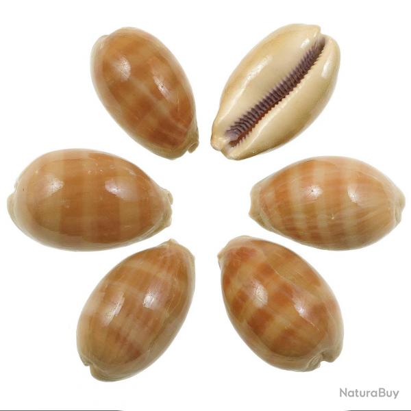 Coquillages cypraea carneola - 2.5  3.5 cm - Lot de 2