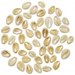 Coquillages cauris découpés - 2 cm - 100 grammes