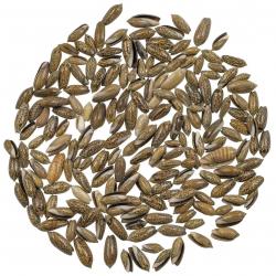 Coquillages oliva filipana - 1.5 à 3 cm - 100 grammes